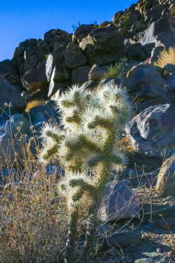  (Slindropuntia bigelovii) - Joshua Tree NP yakınlarında kayalık çöl ve uzun gümüş dikenli kaktüs şekli