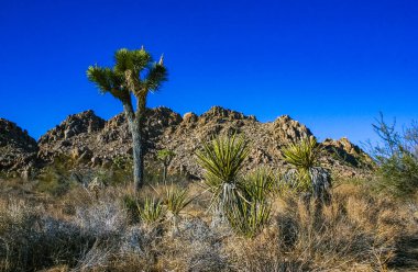 Kaya manzarası, Yucca Brevifolia Mojave Çölü Joshua Tree Ulusal Parkı, CA