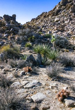 Yucca ve Strawberry hedgehog kaktüsü (Echinocereus engelmannii) - bir çöl kayalıklarında uzun dikenli kaktüsler grubu. 