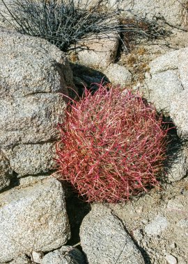 Çöl fıçısı kaktüsü (Ferocactus cylindraceus) - Joshua Tree Ulusal Parkı, Kaliforniya 'da çölde bir kaya çatlağında büyüyen kırmızı dikenli bir kaktüs.