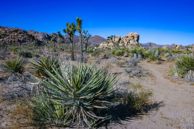 Rock landscape, Yucca Brevifolia Mojave Desert Joshua Tree National Park, CA clipart