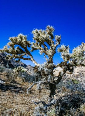  (Slindropuntia bigelovii) - Joshua Tree NP yakınlarında kayalık çöl ve uzun gümüş dikenli kaktüs şekli