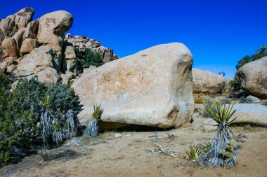 Çöl taşı manzarası Joshua Tree, Büyük Kayalar ve Yucca Brevifolia Mojave Çölü, Joshua Tree Ulusal Parkı, California