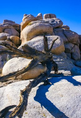 Kaliforniya 'daki Joshua Tree Ulusal Parkı' ndaki kayaların arasında kurumuş ölü bir ağacın gövdesi.