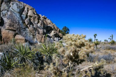 Çöl taşı manzarası Joshua Tree, Büyük Kayalar ve Yucca Brevifolia Mojave Çölü, Joshua Tree Ulusal Parkı, California