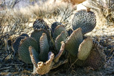 Chenille Armut Kaktüsü (Opuntia aciculata) - Mojave Çölü, Joshua Tree Ulusal Parkı, CA