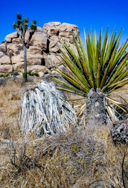 Ön planda Echinocereus, Kaya manzarası - Yucca Brevifolia Mojave Çölü Joshua Tree Ulusal Parkı, CA