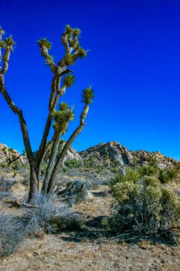 Kaya manzarası, Yucca Brevifolia Mojave Çölü Joshua Tree Ulusal Parkı, CA