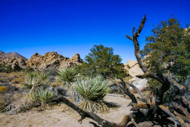 Kaliforniya 'daki Joshua Tree Ulusal Parkı' ndaki kayaların arasında kurumuş ölü bir ağacın gövdesi.