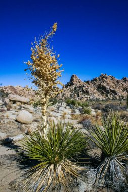 Bigelow 'un Nolina' sı, Nolina Bigelovii Beargrass Gizli Vadi Manzarası Mojave Çölü Joshua Tree Ulusal Parkı, Kaliforniya