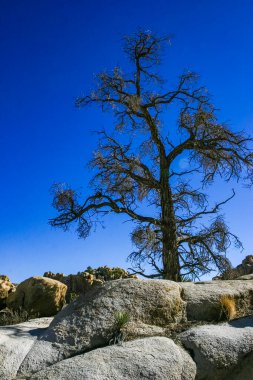 Kaktüs, yukka ve kozalaklı ağaçlar Joshua Tree Ulusal Parkı 'ndaki kaya çölündeki kayalar arasında.