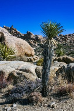 Yucca ve Strawberry hedgehog kaktüsü (Echinocereus engelmannii) - Joshua Tree NP, Kaliforniya 'da bir çöl kayalığında uzun dikenli kaktüsler grubu.