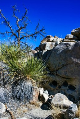 Kaktüs, yukka ve kozalaklı ağaçlar Joshua Tree Ulusal Parkı 'ndaki kaya çölündeki kayalar arasında.