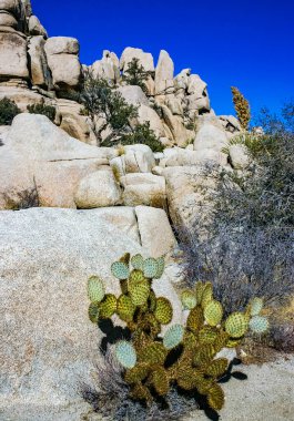 dolar eklem dikenli armut kaktüsü (Opuntia klorotica), Mojave Çölü Joshua Tree Ulusal Parkı, CA