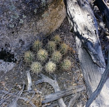 Echinocereus enneacanthus - Joshua Tree Ulusal Parkı, Kaliforniya 'da kaya çölünde kayalar arasında bir grup kaktüs
