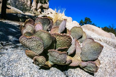 Chenille Armut Kaktüsü (Opuntia aciculata) - Mojave Çölü, Joshua Tree Ulusal Parkı, CA