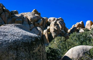 Kaktüs, yukka ve kozalaklı ağaçlar Joshua Tree Ulusal Parkı 'ndaki kaya çölündeki kayalar arasında.