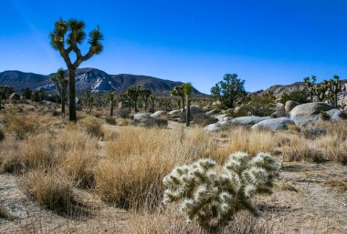 Yucca ve Teddy-bear cholla (Cylindropuntia bigelovii) - çöl manzarası, Joshua Tree NP, Kaliforniya 'da inatçı sarımsı dikenli büyük dikenli armut kaktüsü