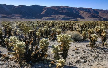 Teddy-bear cholla (Cylindropuntia bigelovii) - Kaliforniya 'da Joshua Tree NP' de inatçı sarımsı dikenli büyük dikenli armut kaktüsleri