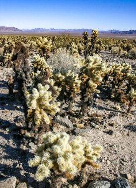 Teddy-bear cholla (Cylindropuntia bigelovii) - Kaliforniya 'da Joshua Tree NP' de inatçı sarımsı dikenli büyük dikenli armut kaktüsleri