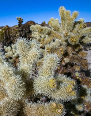 (Slindropuntia bigelovii) - Joshua Tree NP yakınlarında kayalık çöl ve uzun gümüş dikenli kaktüs şekli