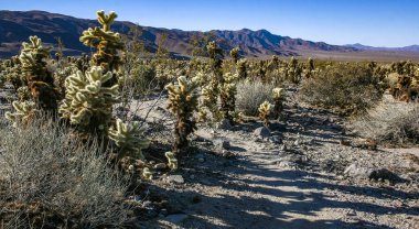 Teddy-bear cholla (Cylindropuntia bigelovii) - Kaliforniya 'da Joshua Tree NP' de inatçı sarımsı dikenli büyük dikenli armut kaktüsleri