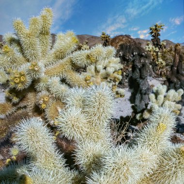 (Slindropuntia bigelovii) - Joshua Tree NP yakınlarında kayalık çöl ve uzun gümüş dikenli kaktüs şekli