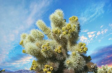 (Slindropuntia bigelovii) - Joshua Tree NP yakınlarında kayalık çöl ve uzun gümüş dikenli kaktüs şekli