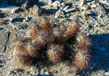 Çilekli kirpi kaktüsü (Echinocereus engelmannii) - Joshua Tree NP, Kaliforniya 'da uzun kahverengi dikenli dikenli kaktüs grubu.