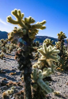Teddy-bear cholla (Cylindropuntia bigelovii) - Kaliforniya 'da Joshua Tree NP' de inatçı sarımsı dikenli büyük dikenli armut kaktüsleri