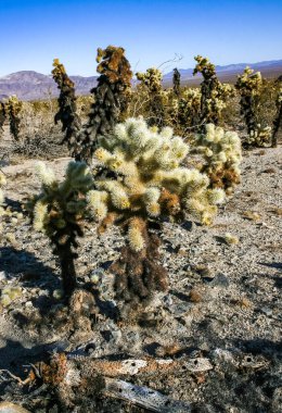 Teddy-bear cholla (Cylindropuntia bigelovii) - Kaliforniya 'da Joshua Tree NP' de inatçı sarımsı dikenli büyük dikenli armut kaktüsleri