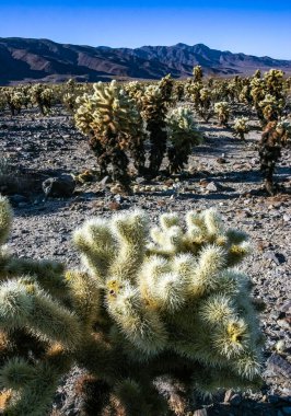 Teddy-bear cholla (Cylindropuntia bigelovii) - Kaliforniya 'da Joshua Tree NP' de inatçı sarımsı dikenli büyük dikenli armut kaktüsleri