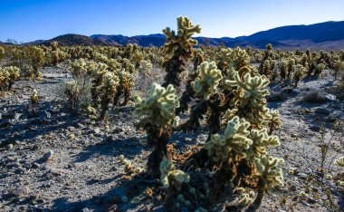 Teddy-bear cholla (Cylindropuntia bigelovii) - Kaliforniya 'da Joshua Tree NP' de inatçı sarımsı dikenli büyük dikenli armut kaktüsleri