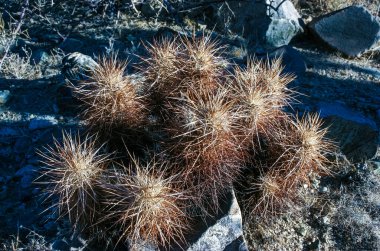 Çilekli kirpi kaktüsü (Echinocereus engelmannii) - Joshua Tree NP, Kaliforniya 'da uzun kahverengi dikenli dikenli kaktüs grubu.