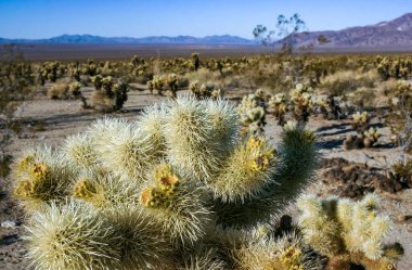 Teddy-bear cholla (Cylindropuntia bigelovii) - Kaliforniya 'da Joshua Tree NP' de inatçı sarımsı dikenli büyük dikenli armut kaktüsleri