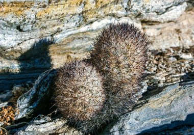 Escobaria klorantha minyatür buz geçirmez kaktüs Joshua Tree Ulusal Parkı, Kaliforniya 'daki bir kaya çölünde
