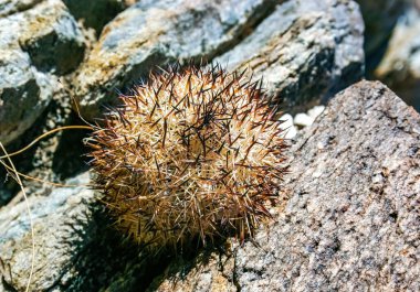 Escobaria klorantha minyatür buz geçirmez kaktüs Joshua Tree Ulusal Parkı, Kaliforniya 'daki bir kaya çölünde
