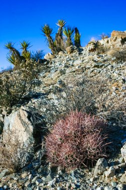 Cottontop Kaktüsü (Echinocactus polycephalus), kayaların arasındaki taş çölde kaktüs, Mojave Çölü Joshua Tree Ulusal Parkı, Kaliforniya
