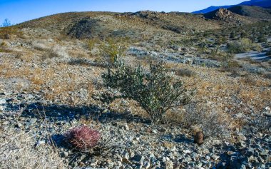Cottontop Kaktüsü (Echinocactus polycephalus), kayaların arasındaki taş çölde kaktüs, Mojave Çölü Joshua Tree Ulusal Parkı, Kaliforniya