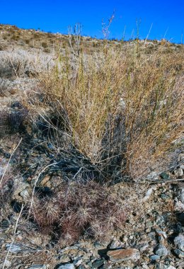 Çilekli kirpi kaktüsü (Echinocereus engelmannii) - Joshua Tree NP, Kaliforniya 'da bir çöl kayalığında uzun dikenli kaktüs grubu.
