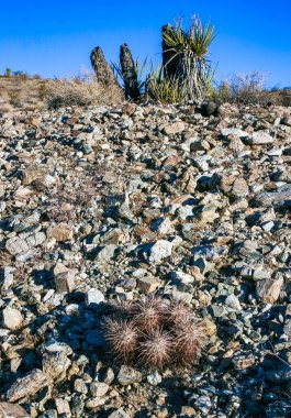 Çilekli kirpi kaktüsü (Echinocereus engelmannii) - Joshua Tree NP, Kaliforniya 'da bir çöl kayalığında uzun dikenli kaktüs grubu.