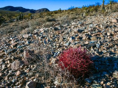 Kaliforniya fıçı kaktüsü, Çöl fıçısı kaktüsü (Ferocactus cylindraceus) - Kaliforniya 'daki Joshua Tree Ulusal Parkı' nda çöl kayalarında kırmızı omurga kaktüsü