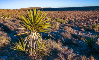 Kaya manzarası, Yucca Brevifolia Mojave Çölü Joshua Tree Ulusal Parkı, CA