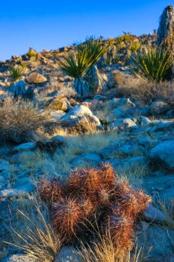 Çilekli kirpi kaktüsü (Echinocereus engelmannii) - Joshua Tree NP, Kaliforniya 'da bir çöl kayalığında uzun dikenli kaktüs grubu.