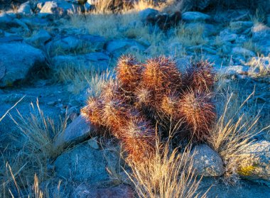 Çilekli kirpi kaktüsü (Echinocereus engelmannii) - Joshua Tree NP, Kaliforniya 'da uzun kahverengi dikenli dikenli kaktüs grubu.