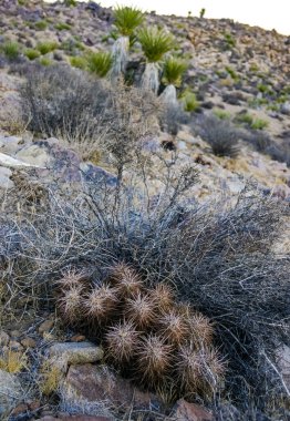 Çilekli kirpi kaktüsü (Echinocereus engelmannii) - Joshua Tree NP, Kaliforniya 'da uzun kahverengi dikenli dikenli kaktüs grubu.