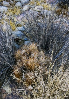 Çilekli kirpi kaktüsü (Echinocereus engelmannii) - Joshua Tree NP, Kaliforniya 'da uzun kahverengi dikenli dikenli kaktüs grubu.