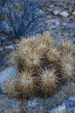 Çilekli kirpi kaktüsü (Echinocereus engelmannii) - Joshua Tree NP, Kaliforniya 'da uzun kahverengi dikenli dikenli kaktüs grubu.