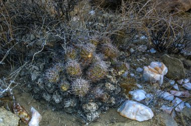 Echinocereus maritimus - Kaliforniya 'daki Joshua Tree Ulusal Parkı' ndaki kaya çölünde kayaların arasında bir grup kaktüs.