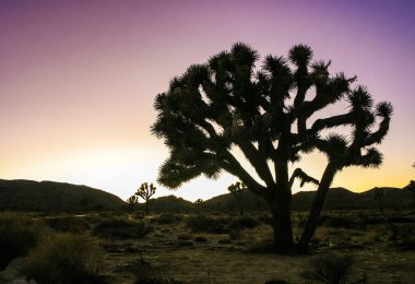 Joshua ağacı, yucca palmiyesi (Yucca brevifolia) - Yucca ağacının silüeti Joshua Tree NP, California 'da akşam gökyüzüne karşı